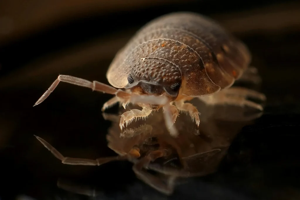 Bed-Bug-Treatment - Bay Shore Pest Control Pros | Bay Shore, NY